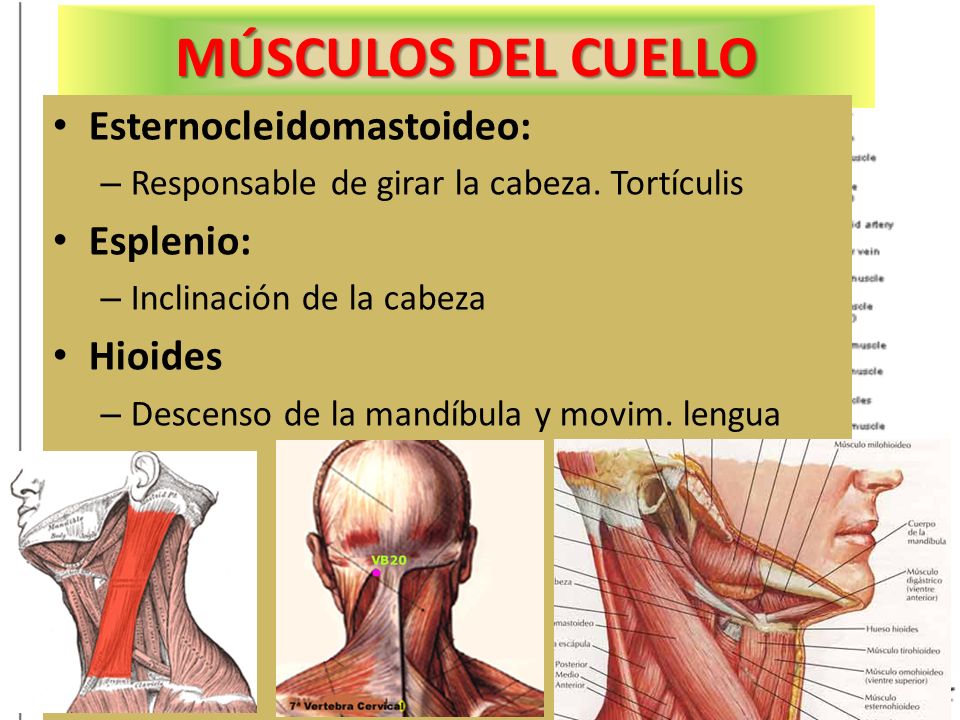 El hinchazón limfouzlov sobre el cuello no duele